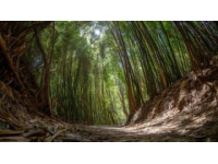 山林隱匿美味竹筒飯，邊摘果邊嘗鮮，身心治愈之旅