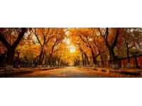 故宮秋景上線！附避峰路線與北京賞秋時(shí)間表