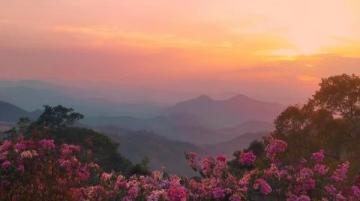 深圳周末去哪兒玩？梧桐山春日花海等你來探秘