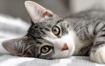 必備的貓咪急救知識:應對常見意外傷害指南