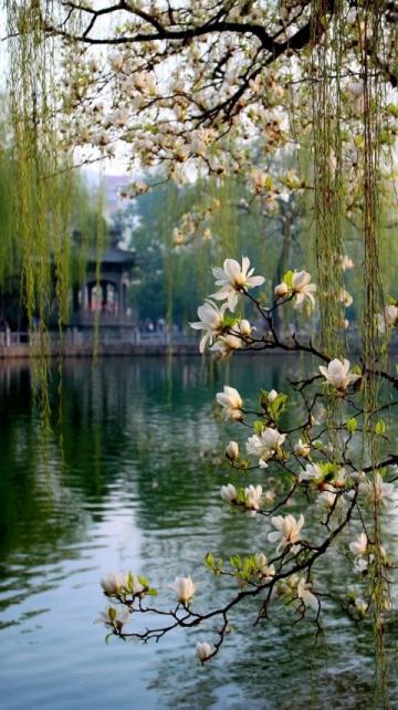 杭州年末的美麗之處