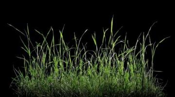 深夜問候：我是一株小草，向世界致意！