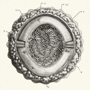 蘇教版八上生物月考押題卷，初二學生必做！