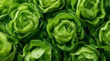 如何種植生菜:必備常識指南