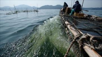 民國漁村奇病救治：馬齒莧草藥傳奇，揭秘家常養生智慧