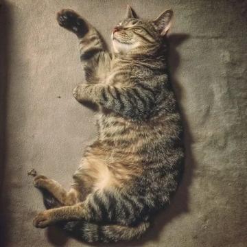 我想做只貓自由自在、無憂無慮的幸福人生，原來如此簡單