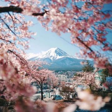 日本最美麗的賞櫻之都