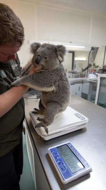 在澳洲之巔:斯雷德博雪山邂逅考拉奇遇記