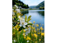 濟南臥虎山水庫桃花觀賞全攻略：交通、花期與攝影技巧指南