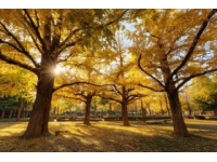 長沙秋日旅行攻略：熱門打卡地推薦