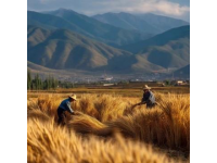 黑龍江綏化青岡：松嫩平原上的農業明珠