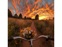 周末德州騎行記：東德街頭賞花購物，體驗詩意煙火生活