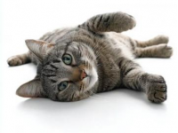 必備的貓咪急救知識(shí)：應(yīng)對(duì)常見意外傷害指南