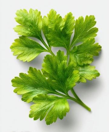 探索香菜的獨(dú)特魅力：你接受它的味道嗎？