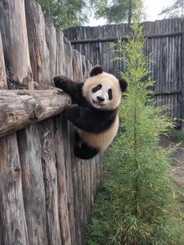 秋天長隆野生動物園游玩攻略，避開人潮歡樂出行