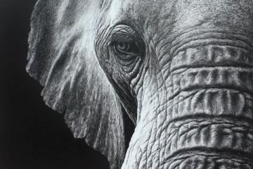 大象“幫”你報志愿！全省高報專家免費答疑