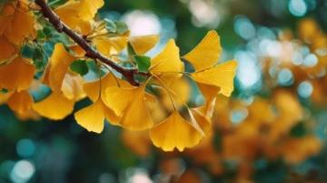 成都銀杏季來臨！全城追光地圖請收好