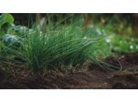 春草護(hù)苗：知識(shí)科普學(xué)習(xí)文案大熱