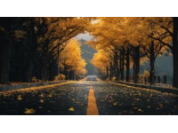 成都銀杏季來臨！全城追光地圖請收好