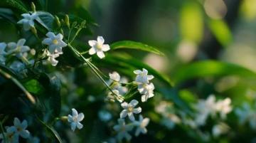 南浦花園里的花兒正盛開，四月的風帶著一絲春天的芬芳。