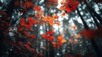 秋意濃，偶有清風撫面，天高云淡，生活寂靜又安詳