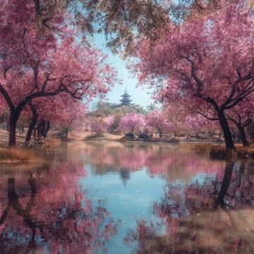 雞鳴寺玄武湖賞櫻攻略：不出片才怪！