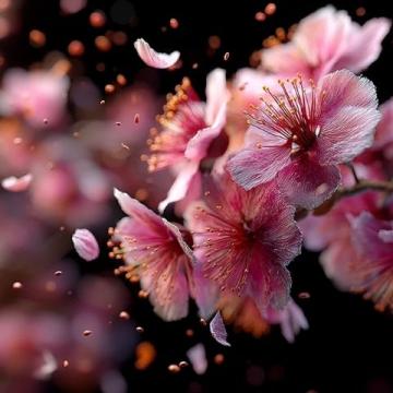 春季成都美食賞花攻略，桃花朵朵增好感