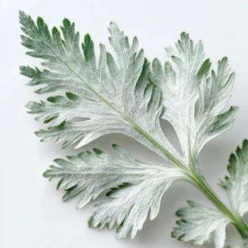 春日蒿香醉人——六安清明蒿子粑粑的魅力故事