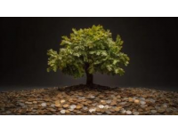 金錢(qián)樹(shù)養(yǎng)護(hù)技巧(金錢(qián)樹(shù)養(yǎng)護(hù)技巧詳解)