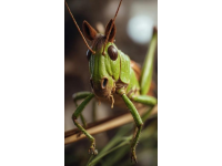 揭秘十種捕食害蟲的能手：大自然的守護者