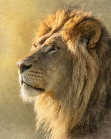 想長壽護好心臟：牢記“四低兩高”，遠離飲食陷阱