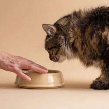 對不起,我為您換一碗新的吧