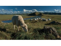 一個月內(nèi)蒙古東北自由行預(yù)算揭秘：8000元夠用嗎？