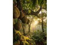 為什么在新加坡可以輕易吃到榴蓮，但是在酒店卻要遭受罰款？