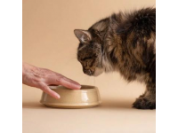 對不起，我為您換一碗新的吧