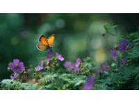春風(fēng)拂面暖人心，滿園花香引蝶來。