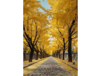 秋游武漢必去！9大地標(biāo)解鎖絕美秋色