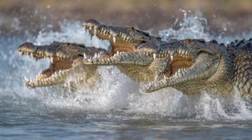 鱷魚養殖有哪些優勢？