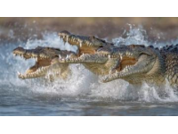 鱷魚養殖有哪些優勢？