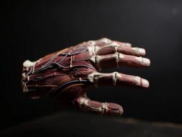 揭秘哺乳動物五指之謎:遺傳密碼與自然選擇的力量