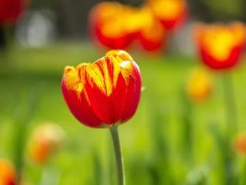 深圳市內郁金香觀賞游玩攻略