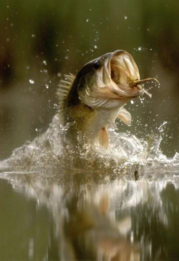 冬季鯉魚釣法詳解(冬季釣鯉魚常識)
