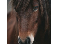 凡是情緒穩(wěn)定，不太內(nèi)耗的人，都懂一個(gè)心理學(xué)常識(shí)野馬效應(yīng)