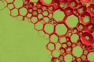 七年級上冊生物期末高分秘籍：1333個核心考點全掌握